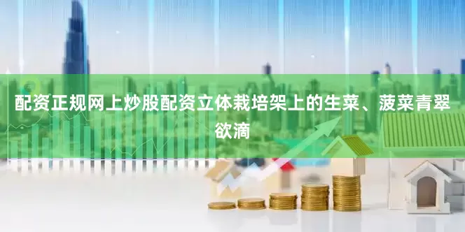 配资正规网上炒股配资立体栽培架上的生菜、菠菜青翠欲滴